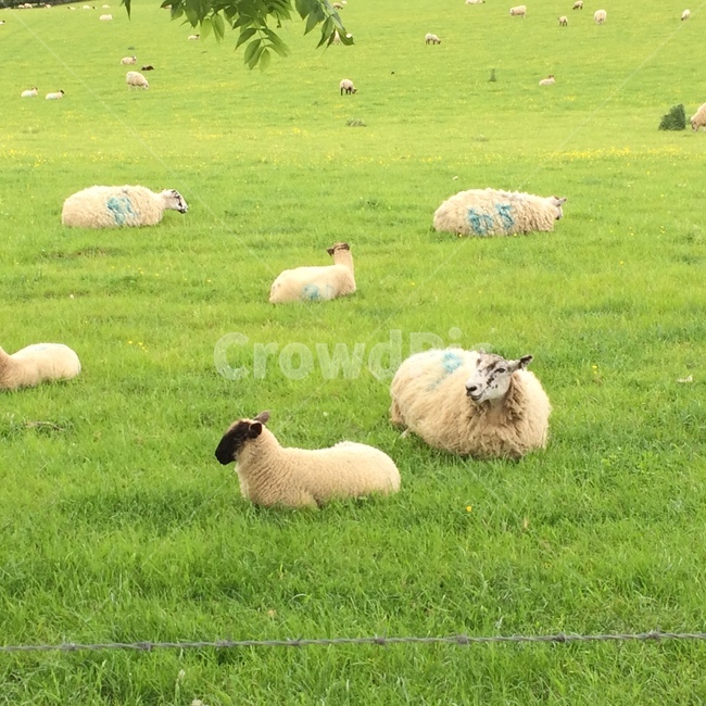 영국,유럽,양,목장,농장,양모,uk,sheep,양털