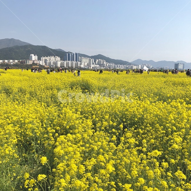 유채꽃,꽃,노란꽃,풍경,공원,대저생태공원