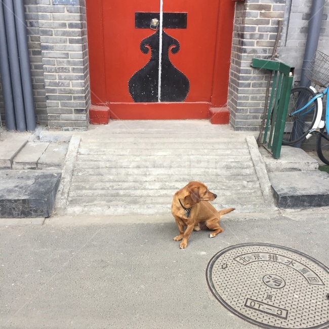 북경,베이징,강아지,중국,beijing,전통,길거리,해외,동양,oriental,street