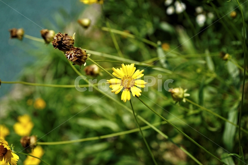 큰금계국,노랑,꽃,식물,자연,꽃잎,yellowflower,식물,자연,plants,nature,꽃,flower