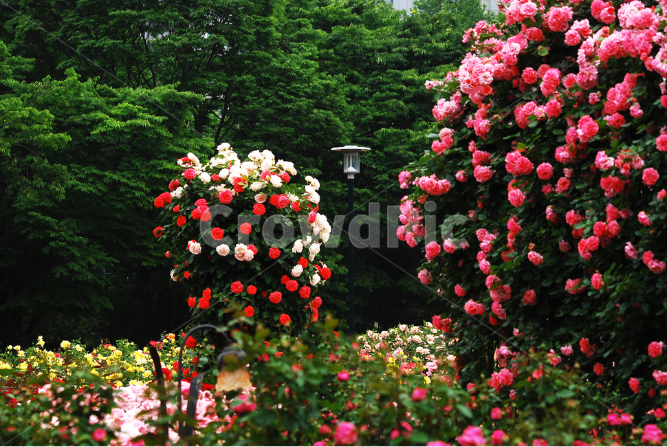 장미,장미꽃,로즈,꽃,아름다움,예쁜,플라워,데코레이션,꽃송이,꽃잎,feeling,rose,flowers,5월,계절의여왕,가시,가든,정원,앞뜰,장미원,장미축제,BEAUTIFUL,plant,garden,핑크색장미,분홍장미,pink,꽃밭,수많은,나무,숲,넝쿨장미,식물,자연,plants,nature,꽃,flower