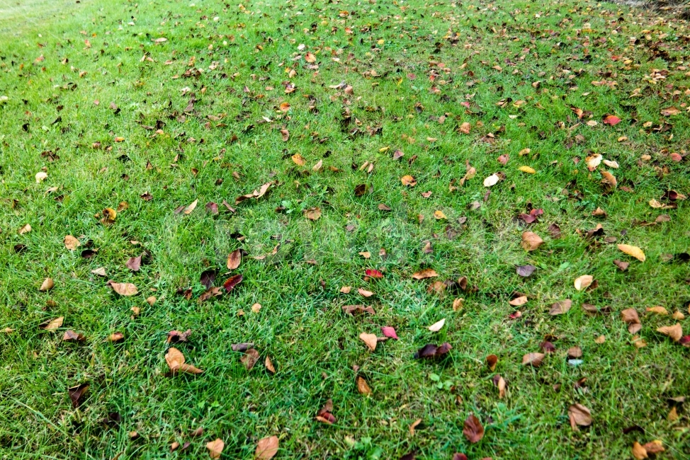 낙엽,가을,잔디,안동,녹색,식물,자연,plants,nature,가을,계절,fall,autumn,season,ground,바닥,grass,plant,leaf,잎