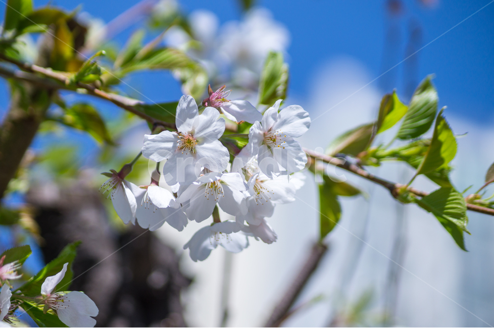 봄,하양,하얀,꽃,식물,봄,계절,spring,season,식물,자연,plants,nature,꽃,flower,plant