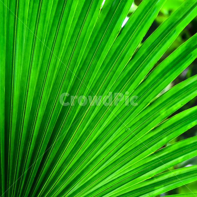 plant,식물,잎,확대,디테일,패턴,선