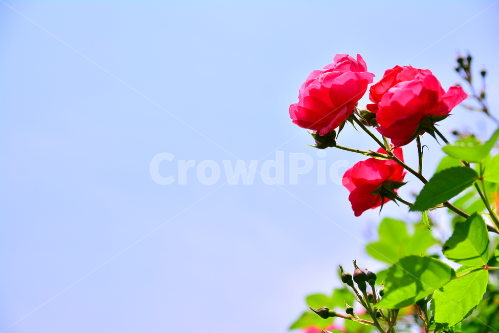 장미,장미꽃,로즈,꽃,아름다움,예쁜,플라워,데코레이션,꽃송이,꽃잎,feeling,rose,flowers,5월,계절의여왕,가시,가든,정원,앞뜰,장미원,장미축제,BEAUTIFUL,plant,garden,넝쿨장미,빨강장미,red,식물,자연,plants,nature,꽃,flower