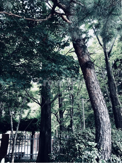 소나무,자연,감성,그린,아름다움,식물,자연,plants,nature,나무,trees,wood