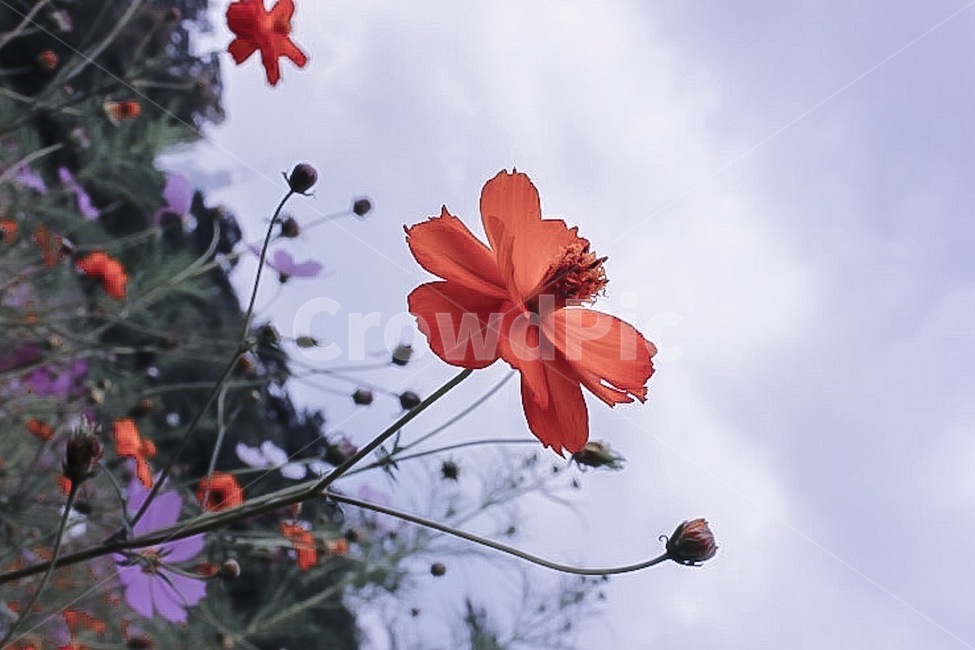 plant,식물,flowers,꽃,sad,슬픈