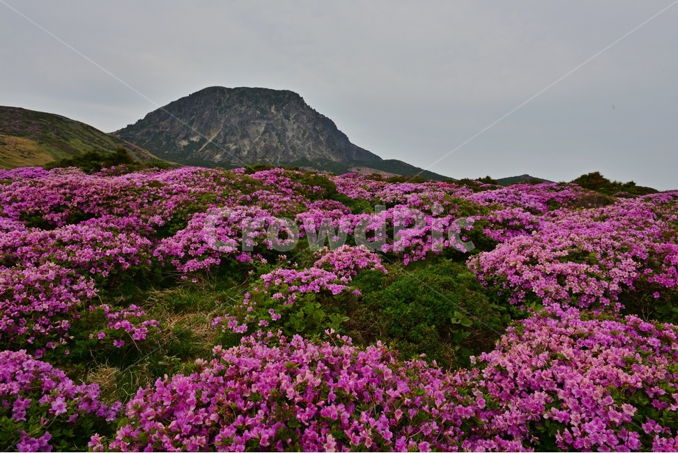 제주,한라산,한라산봄,한라산철쭉,철쭉꽃,봄,계절,철쭉,영실,윗세오름,plant,식물,nature,outdoors,옥외,hill,언덕,경치,경관,풍경,비경,제주봄,자연,풍경,nature,landscape