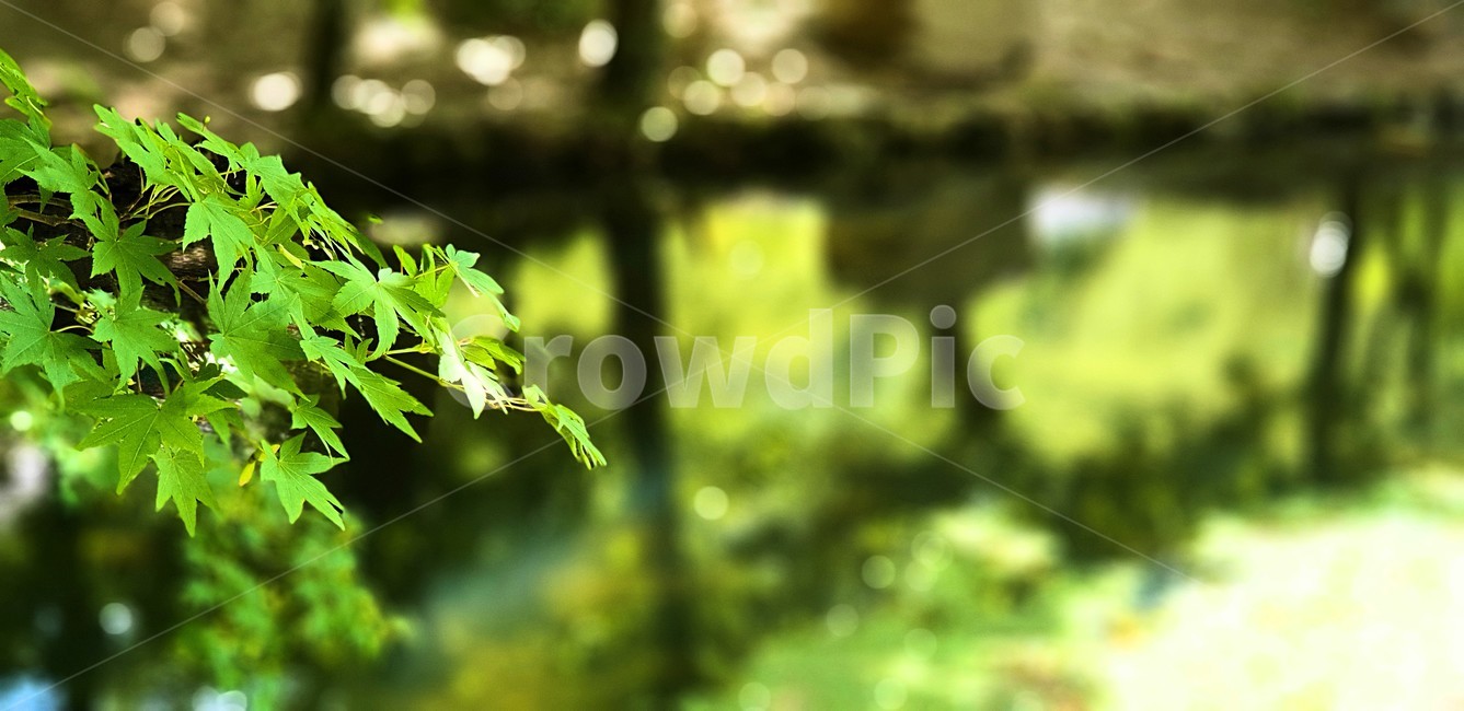 여름,단풍,leaf,plant,계절