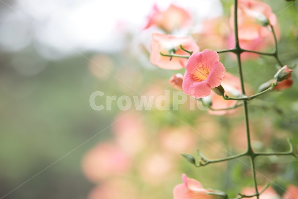 능소화,여름꽃,주황색,꽃,감성,식물,자연,plants,nature,꽃,flower