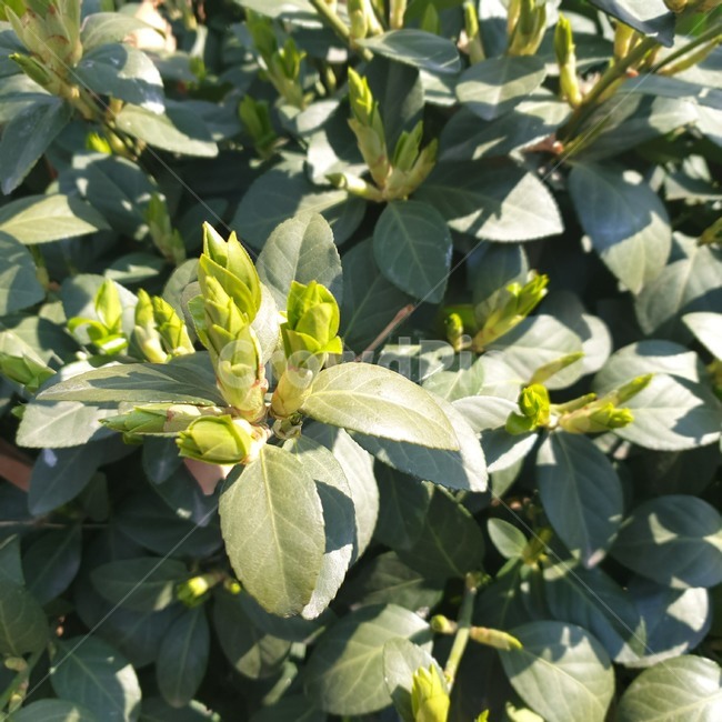 풀,계절,봄,초록,green,정원,식물,나뭇잎,식물,자연,plants,nature