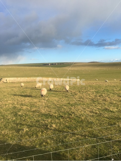field,들,nature,양,sheep,mammal,grassland,옥외,목초지,animal,동물,포유류,outdoors