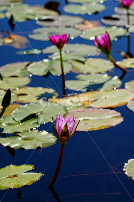 수련,연꽃,여름꽃,플라워,flower,lotus,waterlily,pondlìly,식물,자연,plant,nature,연못,연잎,연꽃잎,꽃,수생식물,pond,수중식물,여름,summer