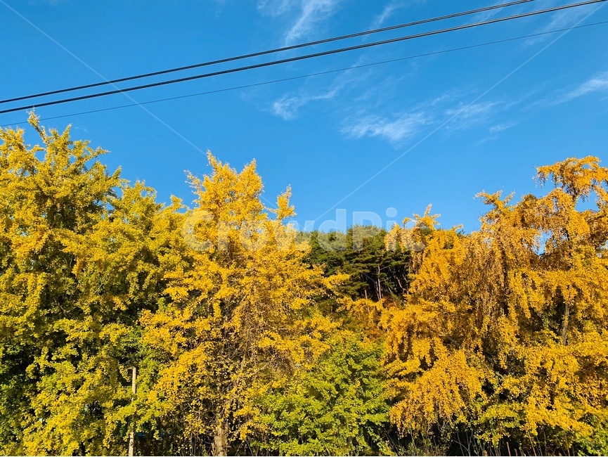 가로수,시골,나무,경치,가을,자연,가을,계절,fall,autumn,season,식물,자연,plants,nature,나무,trees,wood