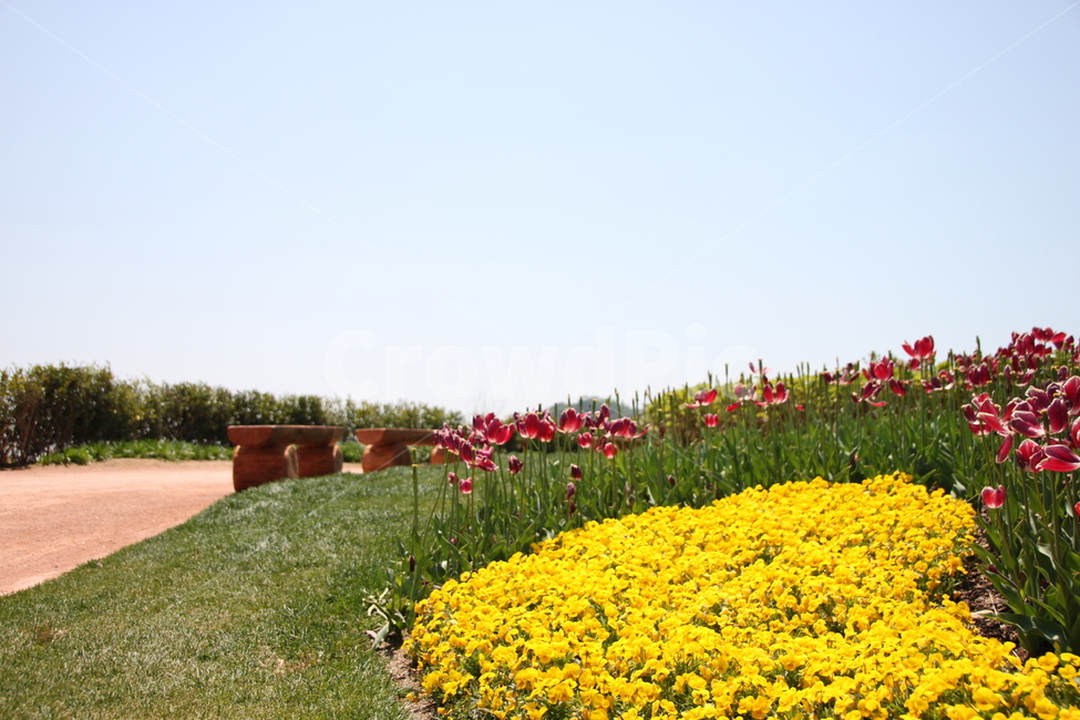 plant,식물,꽃,flower,의자,식물,자연,plants,nature,꽃,flower