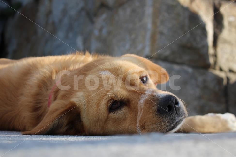 강아지,반려견,동물,여행,애완동물,동물,animal,포유류,mammal,개,강아지,dog,doggy