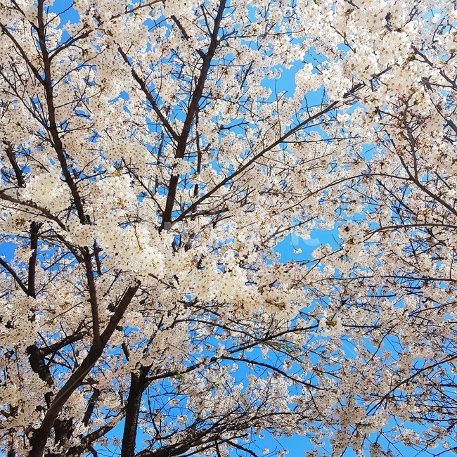 벚꽃,꽃,봄,cherryblossom,spring,벚꽃나무,나무,핑크,하늘,봄,계절,spring,season,식물,자연,plants,nature,꽃,flower,plant,cherry blossom,blossom