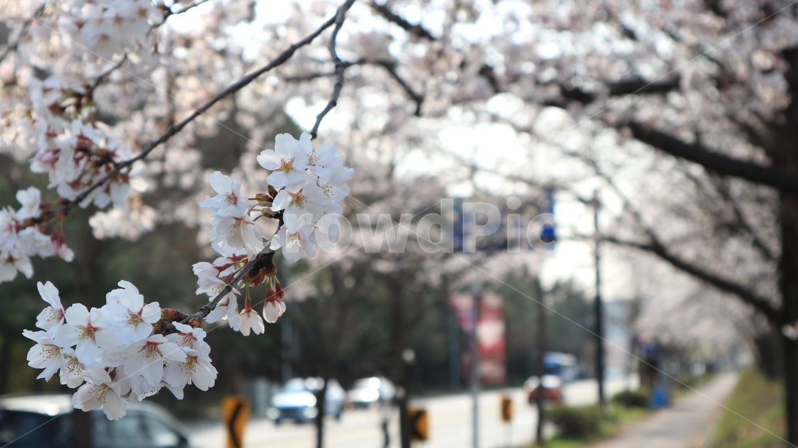 봄풍경,벚꽃,대전,봄꽃,cherryblossom,blossom,spring