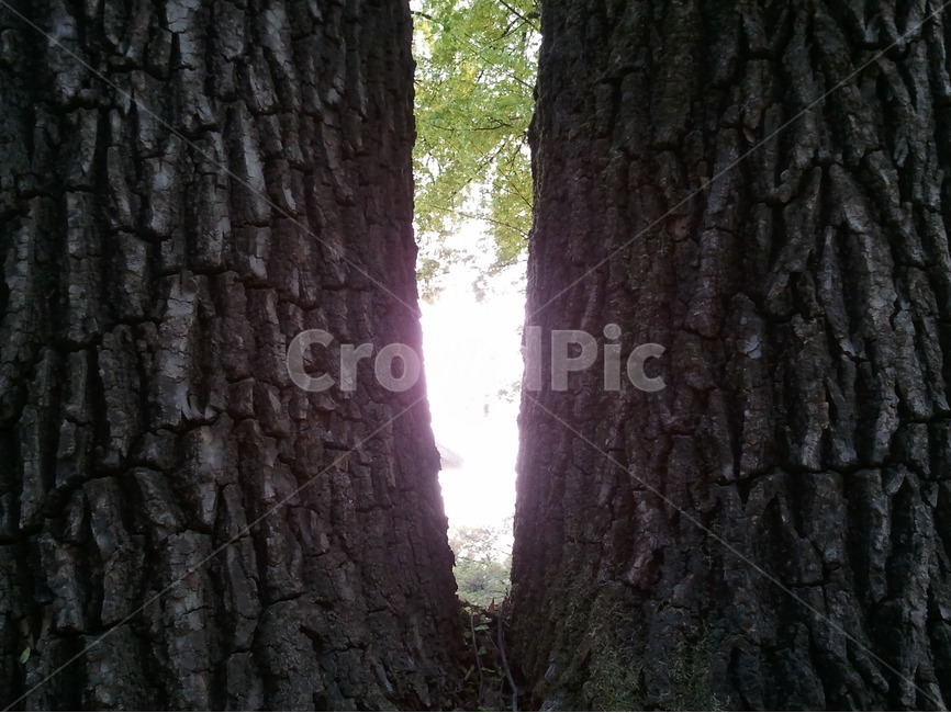 일출,웅장함,거목,나무,자연,식물,자연,plants,nature,나무,trees,wood