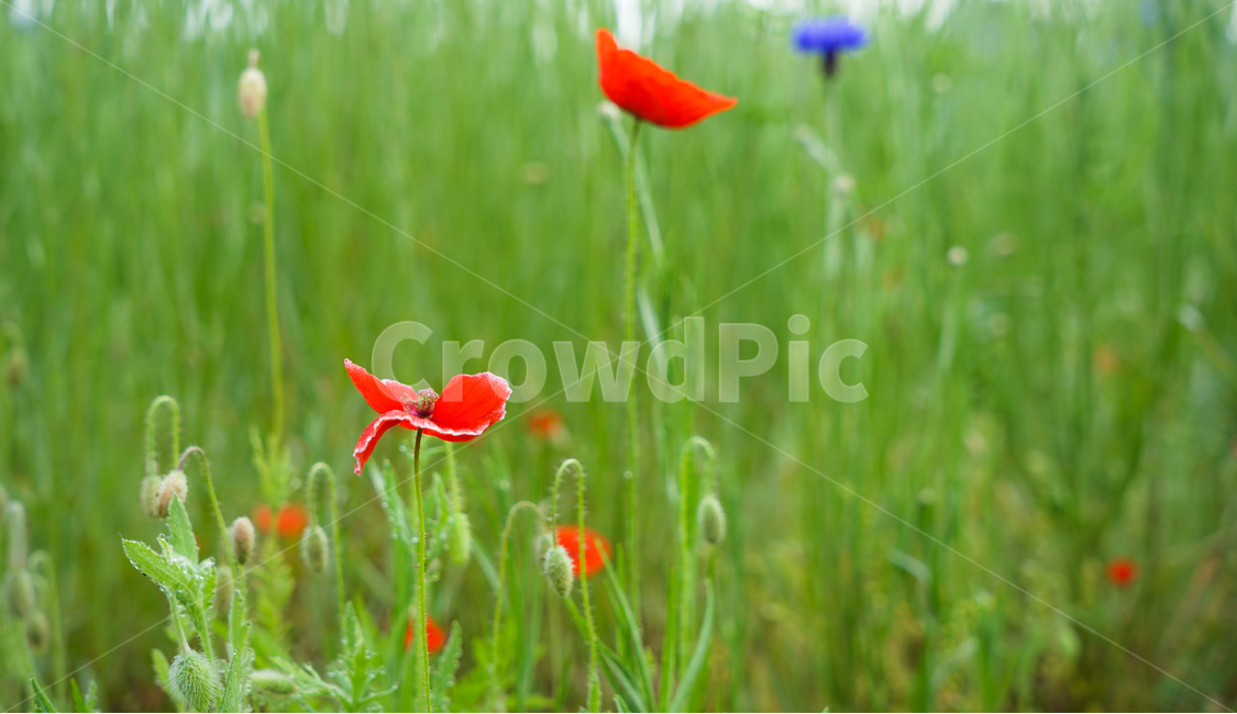 꽃,양귀비,식물,화초,설화,자연,재배,식물,자연,plants,nature,꽃,flower
