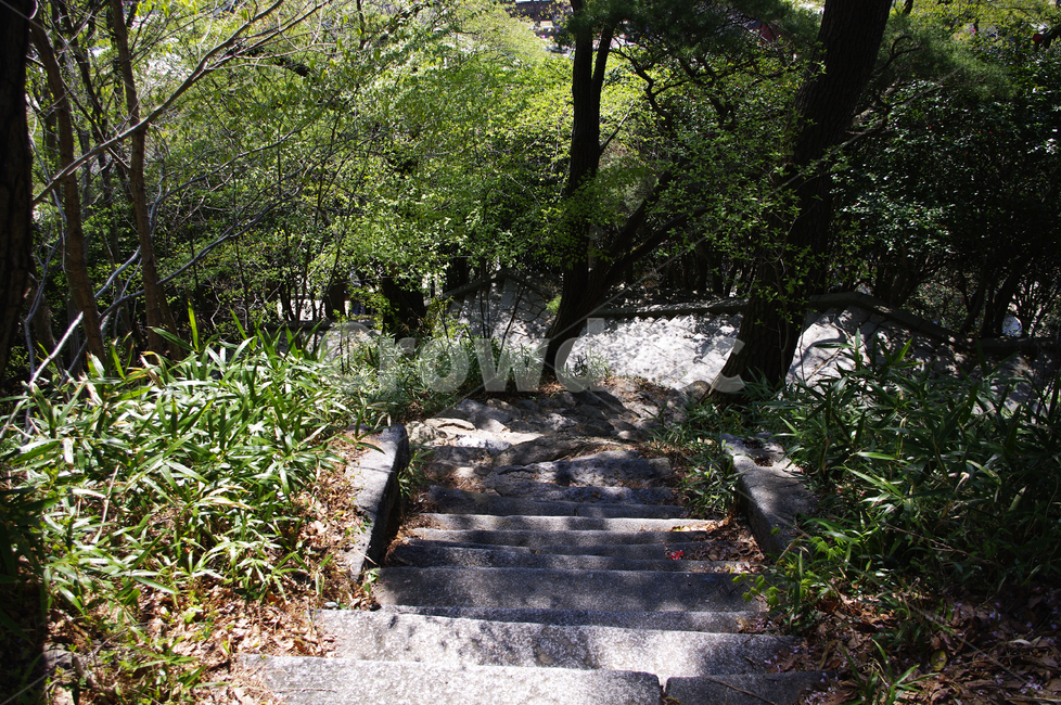 나무,식물,plant,봄,spring,초록,자연,풍경,nature,landscape,flagstone,판석,path,통로,walkway,보도