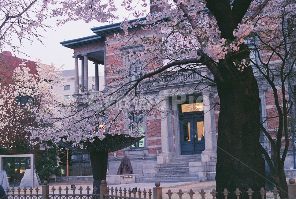 벚꽃,미술관,감성,시립미술관,꽃,필름,아날로그,봄,계절,spring,season,식물,자연,plants,nature,꽃,flower,나무,trees,wood,감성,sensible,feeling,plant,blossom,cherry blossom