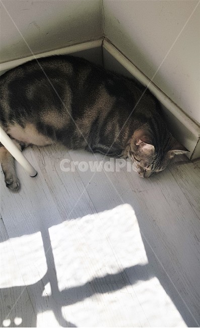 고양이,햇빛,잠,수면,숙면,귀여운,애기고양이,아깽이,동물,반려동물,cat,sunlight,sleep,cute,kitten,animal,pet,동물,animal,포유류,mammal,고양이,cat,kitten,kitty