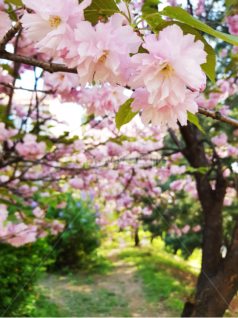 벚꽃,꽃,봄,스프링,봄날,푸른,꽃길,봄,계절,spring,season,식물,자연,plants,nature,꽃,flower,plant,blossom