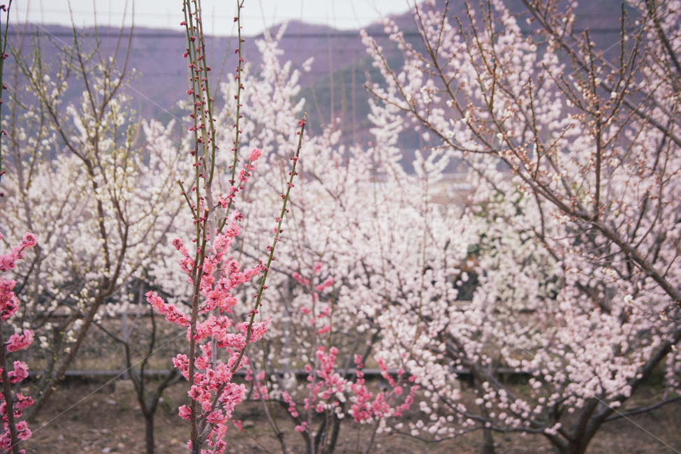 매화,홍매화,꽃나무,꽃길,꽃,나무,봄,식물,풍경,봄,계절,spring,season,자연,풍경,nature,landscape,plant,blossom,flower