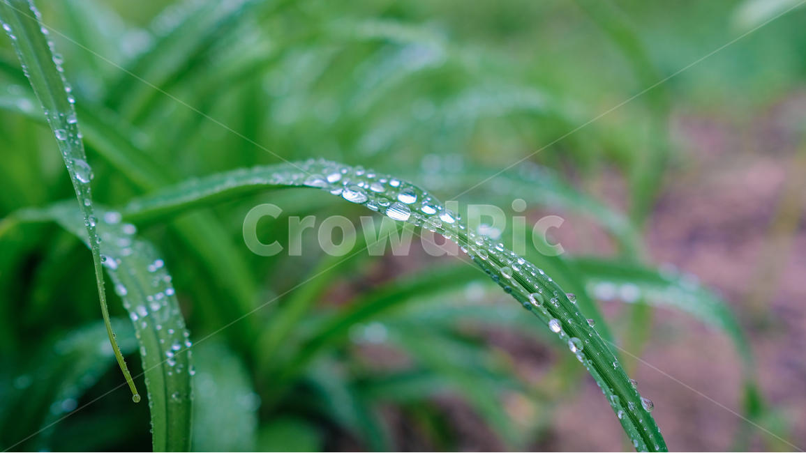 클로버,비,자연,녹색,빗방울,풀잎,clover,rain,green,nature,식물,자연,plants,nature,감성,sensible,feeling,비,비오는날,rain,rainy