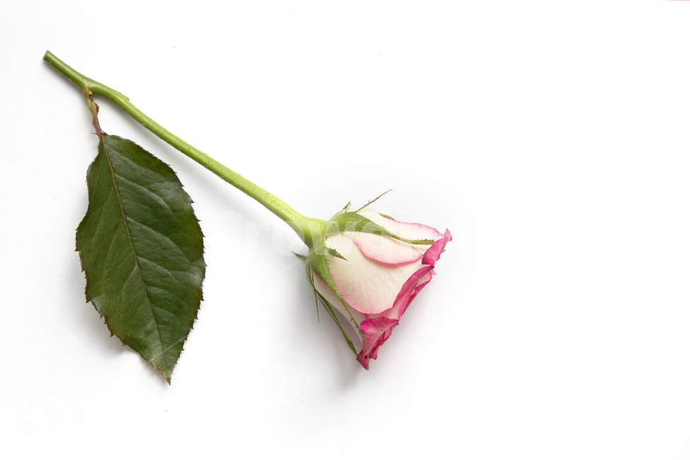 꽃,장미,장미꽃,핑크,생화,rose,flower,pink,신선한,green,leaf,leaves,녹색,그린,잎,나뭇잎,장미잎,탑앵글,식물,사랑,로맨스,love,romantic,한송이,one,흰배경,플라워,꽃,flower,누끼,remove background