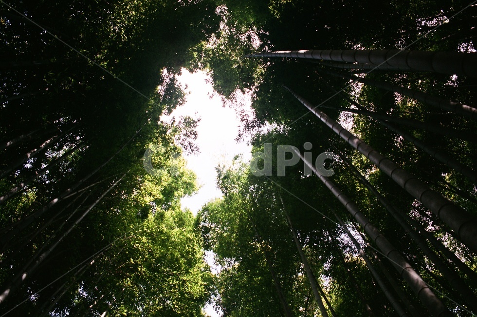 대나무,숲,나무,산,bamboo,tree,나뭇잎,대나무숲,일본,아라시야마,필름카메라,필름,아날로그,감성,film,felling,analogue,자연,풍경,nature,landscape,휴식,힐링,rest,relaxation,healing,flare,플레어,light,빛,sunlight,햇빛