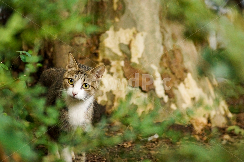 고양이,동물,포유류,길냥이,cat,animal,pet,동물,animal,포유류,mammal,고양이,cat,kitten,kitty