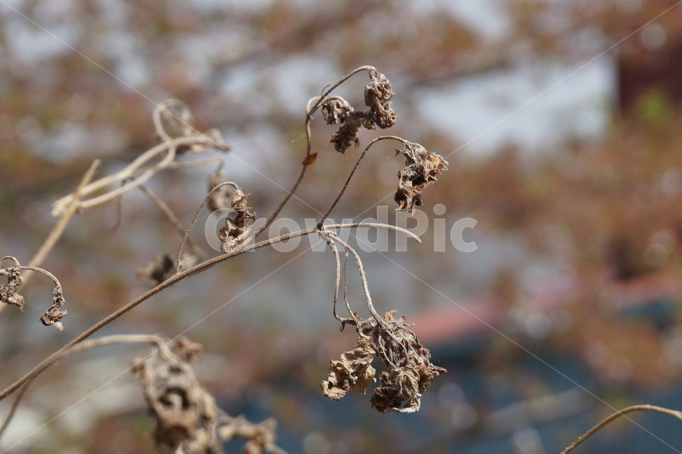 초봄,마른가지,마른풀,말라죽음,3월,식물,자연,plants,nature