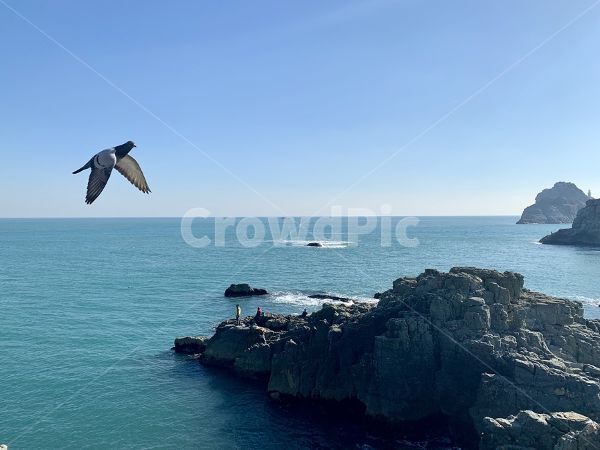 부산,순간포착,새,바다,풍경,동물,animal,조류,새,birds