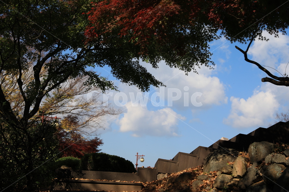 숲,공원,단풍,풍경,가을,가을,계절,fall,autumn,season,tree,나무,plant,식물