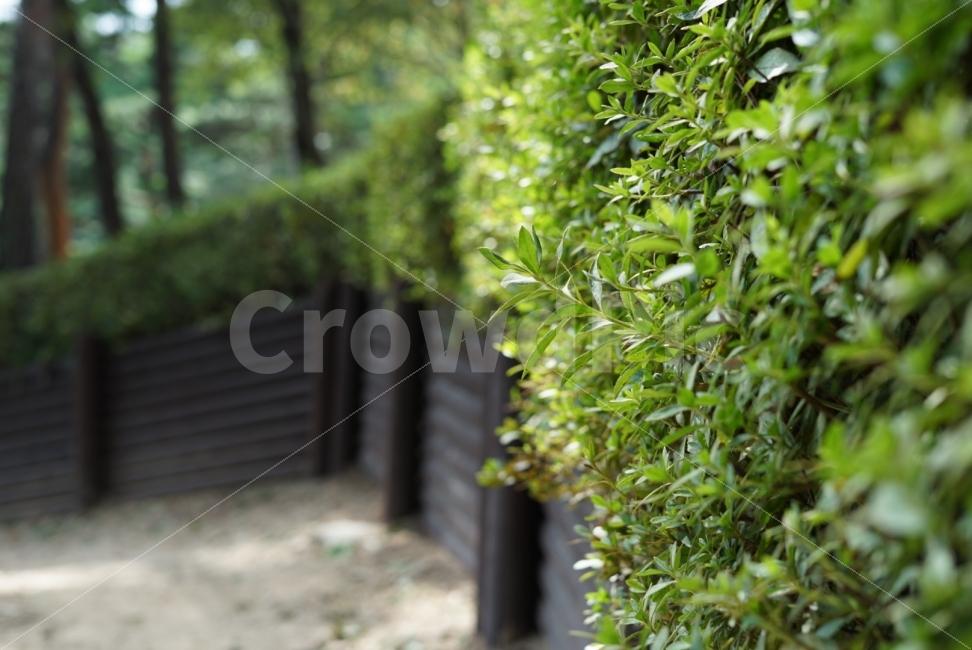 나무,잎,자연,산책,숲길,식물,자연,plants,nature
