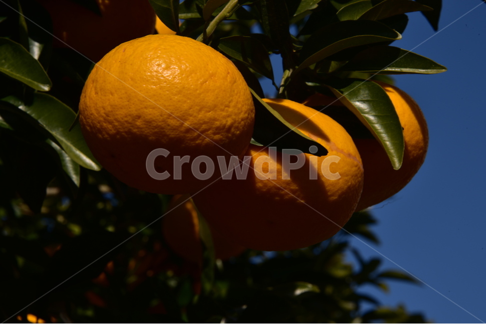귤,밀감,감귤,mandarin,tangerine,과일,제주도,식물,자연,plants,nature,과일,열매,fruit