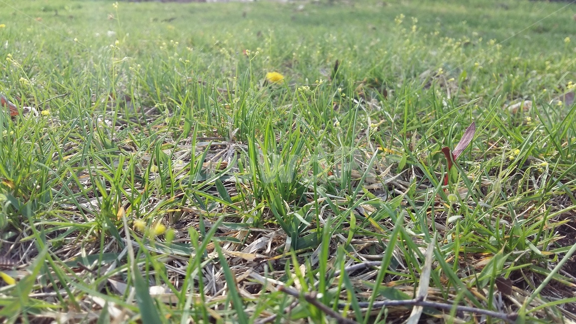 풀밭,잔디밭,풀,잔디,봄풀밭,식물,자연,plants,nature