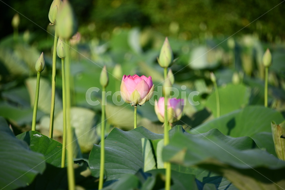 꽃,접사,연꽃밭,식물,자연,plants,nature,flower,분홍색,핑크색,연잎,연꽃