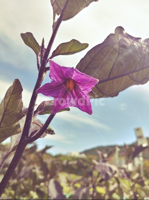 가지꽃,자연,10월,하늘,오후,식물,자연,plants,nature,꽃,flower