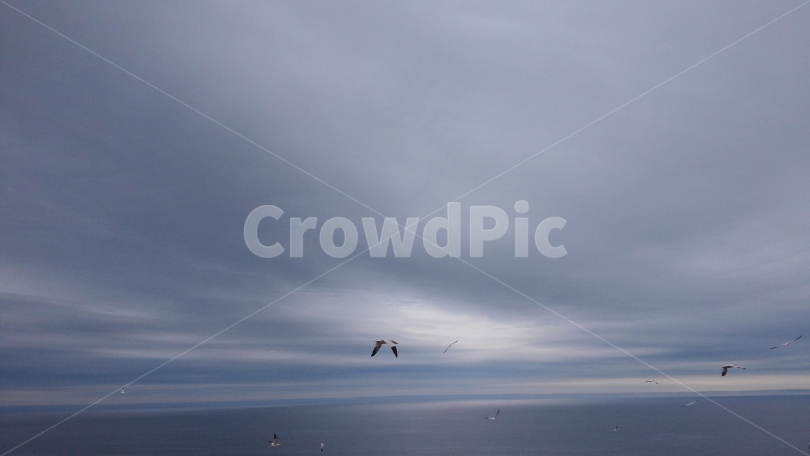 하늘,자연,새,nature,구름,자연,풍경,nature,landscape,leisure activities,레저 활동,adventure,모험,gliding,활공
