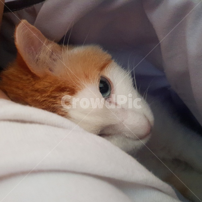 고양이,냐옹이,코리안숏헤어,동물,cat