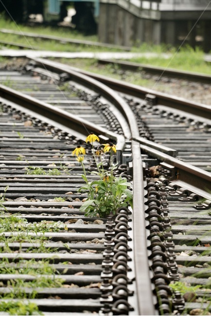 철로,꽃,기차,야생화,fiower,train,rail