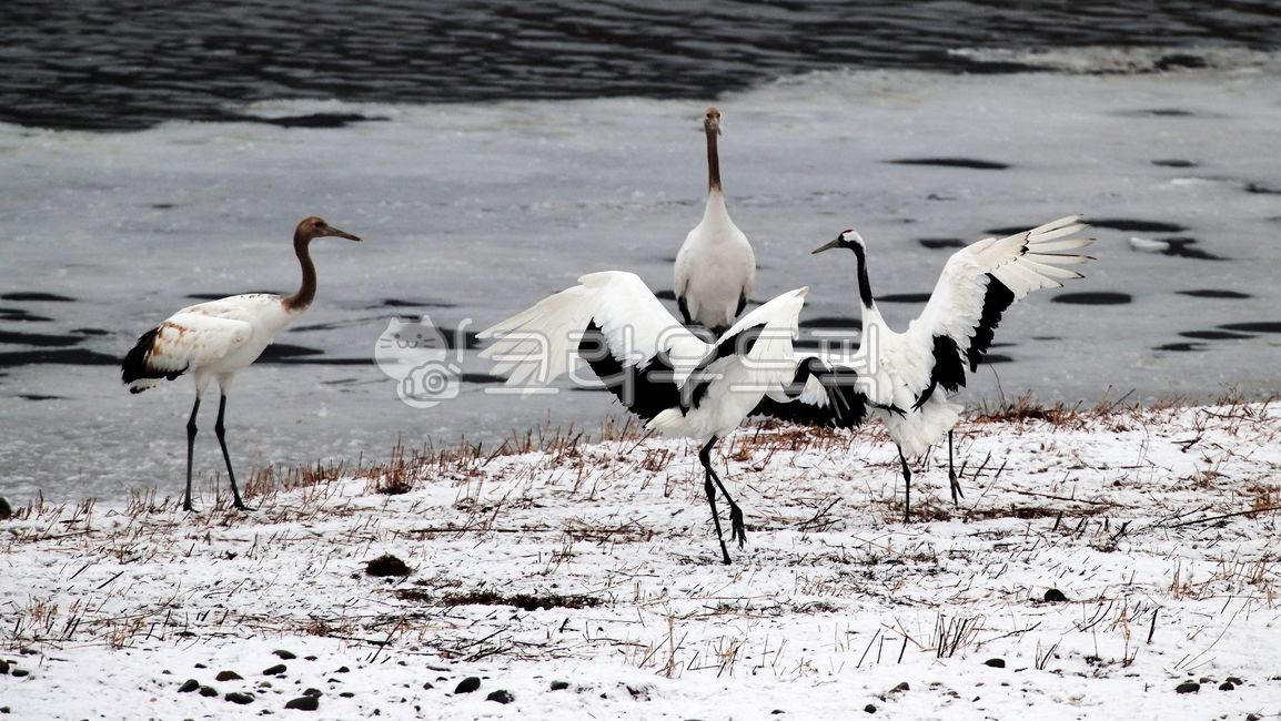 학,철원학,두루미,bird,새,animal,동물,waterfowl,물새,stork,황새,heron,왜가리,egret,백로,쇠백로,중대백로,재두루미,단정학,설경,겨울,계절,한탕강