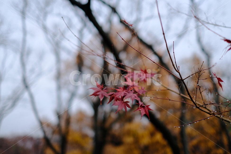 붉은단풍,단풍,단풍잎,나무,자연,가을,가을,계절,fall,autumn,season,leaf,잎,plant,식물,tree