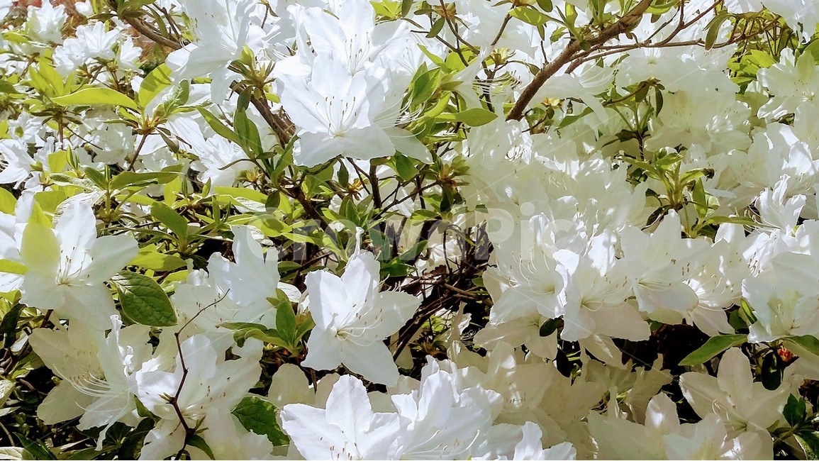 꽃,하얀꽃,봄,화단,순수한,깨끗한