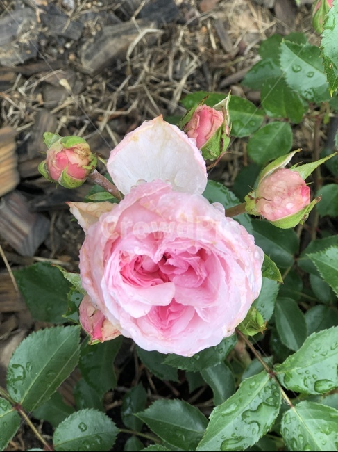 장미,꽃,장미꽃,식물,아웃포커싱,풍경,풍경사진,봄,계절,spring,season,식물,자연,plants,nature,꽃,flower,plant,blossom,rose