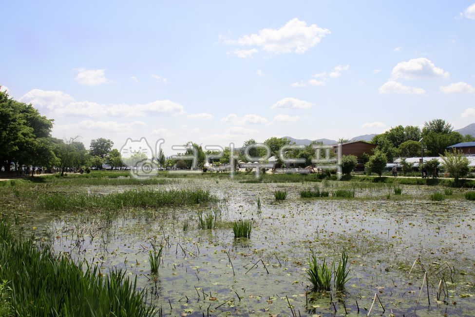 두물머리,양평,양수리,남한강,북한강,풍경,nature,outdoors,옥외,자연,연못,water,물,늪,산,구름,하늘,잡초,풀,호수,강,나무