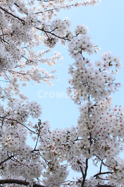 벚꽃,꽃,사쿠라,봄,꽃배경,봄배경